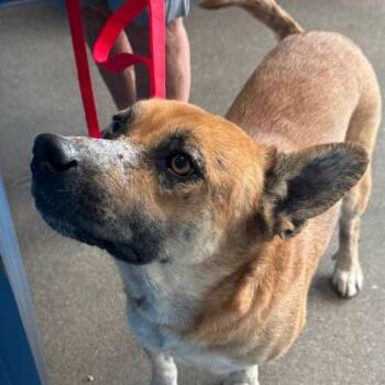 Akita and Australian Shepherd Dogs Available for Adoption - Lupita | PetCurious