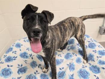 Labrador Retriever and Mixed Breed Dogs Available for Adoption in Auburn, California - CROISSANT | PetCurious