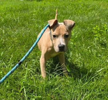 Narwhal -  Pit Bull Terrier Dog for Adoption in Salisbury, Maryland - Narwhal | PetCurious
