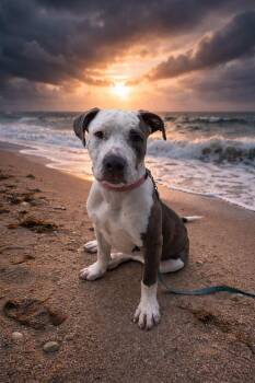 Mixed Breed Dogs Available for Adoption in Clinton, Wisconsin - Stormy | PetCurious