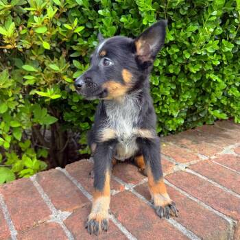 Mixed Breed Dogs Available for Adoption in Brownsboro, Alabama - Poppy | PetCurious