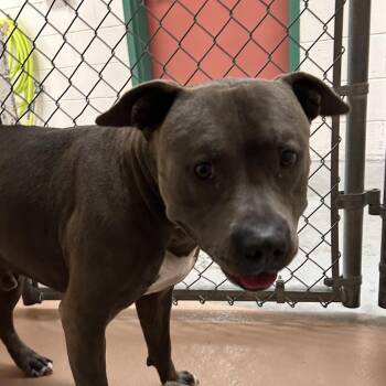 Axel -  Pit Bull Terrier Dog for Adoption in Reno, Nevada - Axel | PetCurious