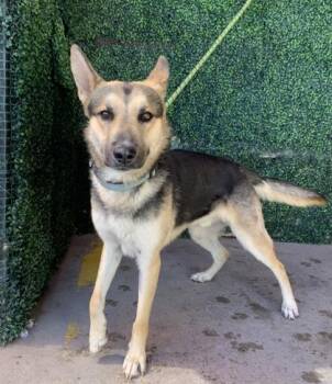 German Shepherd Dog and Mixed Breed Dogs Available for Adoption in El Paso, Texas - 61065130 | PetCurious