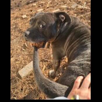 Pit Bull Terrier Dogs Available for Adoption in Cumming, Georgia - Rucker | PetCurious