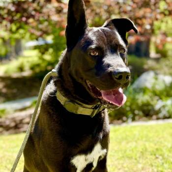 Dutch Shepherd and Chocolate Labrador Retriever Dogs Available for Adoption in Los Angeles, California - Hopscotch-Soulful, Sweet Boy Just Wants To Connect | PetCurious