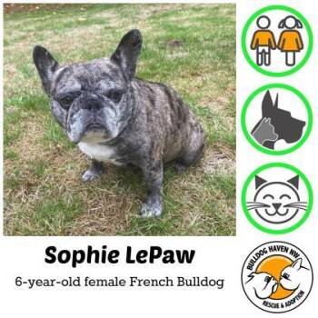Rescue French Bulldog Dogs for Adoption in Bonney Lake, Washington - SOPHIE LaPAW | PetCurious