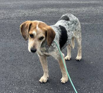 Jager -  Beagle Dog for Adoption in Dixon, Illinois - Jager | PetCurious