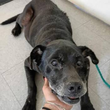 ALBERT 26-08-133 -  Black Labrador Retriever and Mixed Breed Dog for Adoption in Bastrop, Texas - ALBERT 26-08-133 | PetCurious
