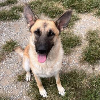 Milly -  Mixed Breed Dog for Adoption in Fairport, New York - Milly | PetCurious