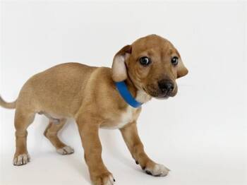 Pit Bull Terrier Dogs Available for Adoption - ORION | PetCurious