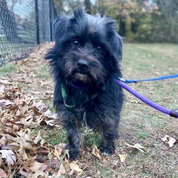 Rescue Mixed Breed Dogs for Adoption in Wantagh, New York - Turtle | PetCurious
