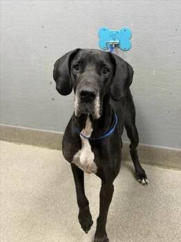 DUCHESS MARIA QUEZADA -  Great Dane Dog for Adoption in Las Vegas, Nevada - DUCHESS MARIA QUEZADA | PetCurious