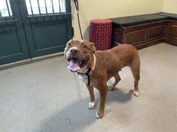 Rescue Pit Bull Terrier Dogs for Adoption in Pasadena, California - A524644 | PetCurious