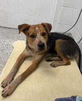 Savannah -  Mixed Breed Dog for Adoption in Kansas City, Missouri - Savannah | PetCurious