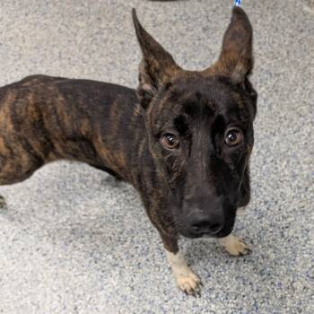 Forrest -  Mixed Breed Dog for Adoption in Greenville, South Carolina - Forrest | PetCurious