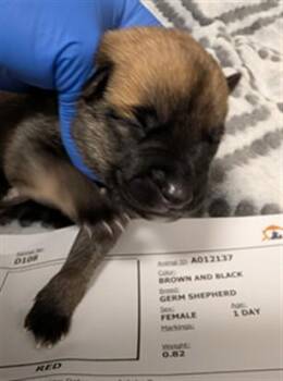 TAFFY - NEEDS A FOSTER -  German Shepherd Dog Dog for Adoption in Ontario, California - TAFFY - NEEDS A FOSTER | PetCurious