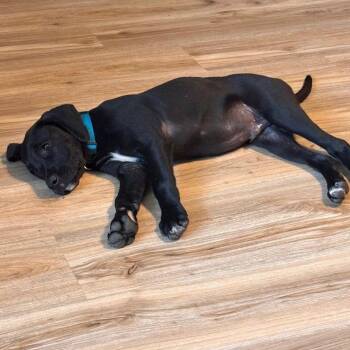 Black Labrador Retriever Dogs Available for Adoption in Dallas, Texas - Louie | PetCurious