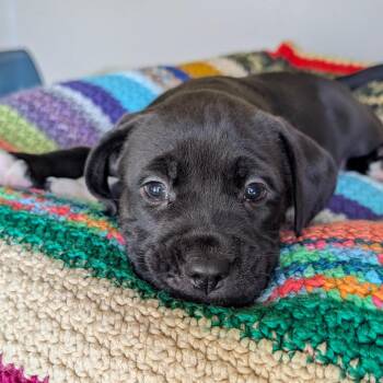Mabry_Pup 1 -  Hound Dog for Adoption in Austin, Texas - Mabry_Pup 1 | PetCurious