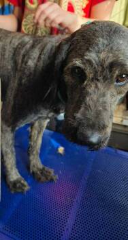 Felicia -  Goldendoodle Dog Available for Adoption in Mauston, Wisconsin - Felicia | PetCurious