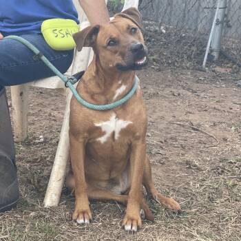 Rescue Mixed Breed Dogs for Adoption in Sand Springs, Oklahoma - Rhyann | PetCurious