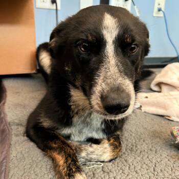 Border Collie Dogs Available for Adoption - Bella | PetCurious