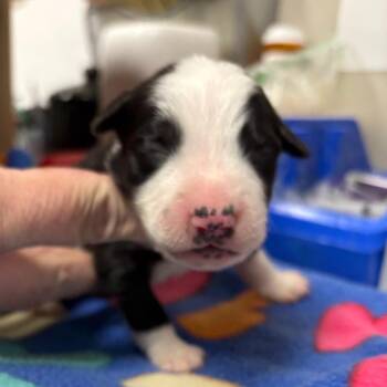 Border Collie Dogs Available for Adoption in Yuma, Arizona - Landon | PetCurious