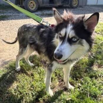 Ghost -  Husky Dog for Adoption in Phoenixville, Pennsylvania - Ghost | PetCurious