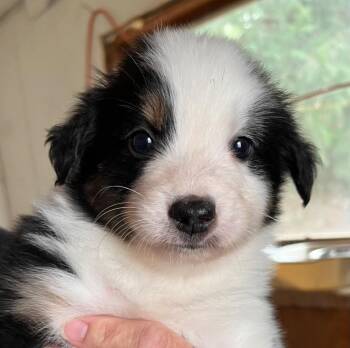 Landon -  Australian Shepherd Dog for Adoption in Thompson Falls, Montana - Landon | PetCurious