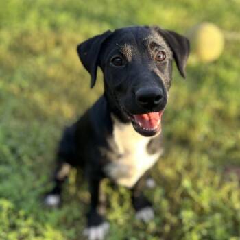 Peso -  Mixed Breed Dog for Adoption in Brownsboro, Alabama - Peso | PetCurious