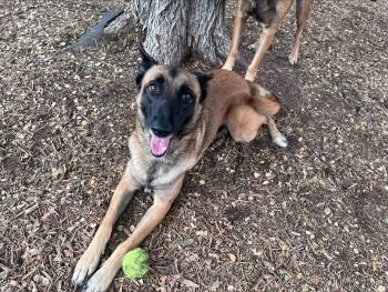 Luna A200029 -  Belgian Shepherd Malinois Dog for Adoption in Plano, Texas - Luna A200029 | PetCurious