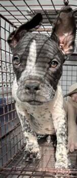 Rescue French Bulldog and Staffordshire Bull Terrier Dogs for Adoption in Scottsdale, Arizona - Chunk | PetCurious