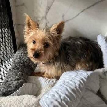 Lettie 22664 -  Yorkshire Terrier and Mixed Breed Dog for Adoption in Minneapolis, Minnesota - Lettie 22664 | PetCurious