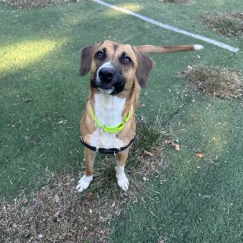 Skye -  Mixed Breed Dog for Adoption in Upper Township, New Jersey - Skye | PetCurious