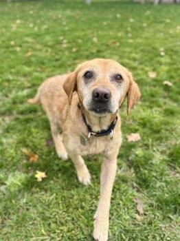 Lacy -  Yellow Labrador Retriever Dog for Adoption in Roseburg, Oregon - Lacy | PetCurious