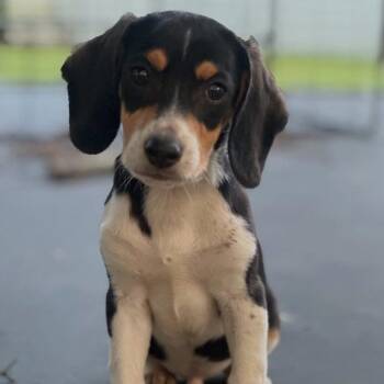 Simon -  Beagle Dog Available for Adoption in Baton Rouge, Louisiana - Simon | PetCurious