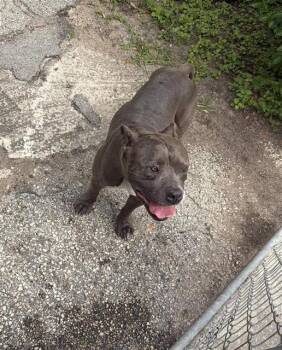 American Staffordshire Terrier Dogs Available for Adoption in San Antonio, Texas - DIN DJARN | PetCurious