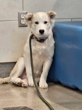 Hayden -  Australian Shepherd Dog for Adoption in Wolcott, Connecticut - Hayden | PetCurious