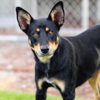 Rescue German Shepherd Dog Dogs for Adoption in Camarillo, California - SHUFFLES | PetCurious