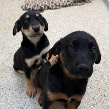 Rottweiler and Shepherd Dogs Available for Adoption - Thelma | PetCurious