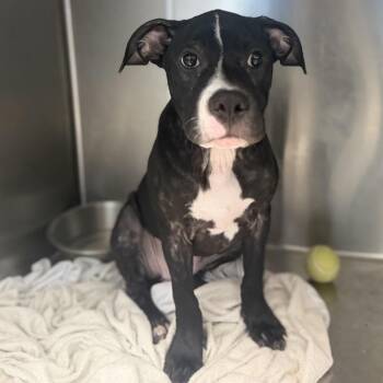 Lila 6978 -  Labrador Retriever and Mixed Breed Dog for Adoption in Loxahatchee Groves, Florida - Lila 6978 | PetCurious