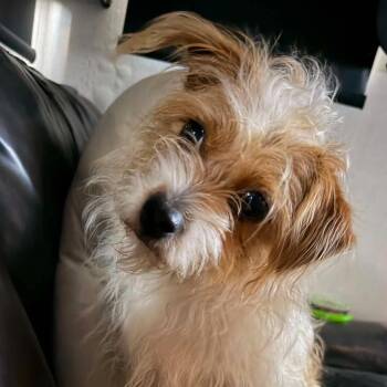 DAISY IS 13 POUNDS and needs another playful small dog -  Cairn Terrier and Terrier Dog for Adoption in Kaufman, Texas - DAISY IS 13 POUNDS And Needs Another Playful Small Dog | PetCurious