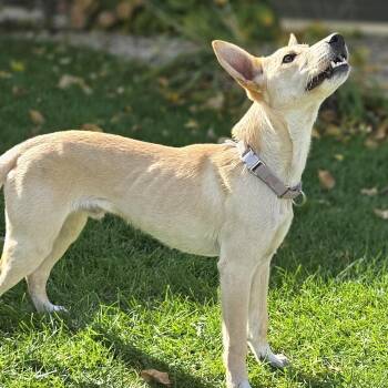 HANK -  Collie and Labrador Retriever Dog for Adoption in Evansville, Wisconsin - HANK | PetCurious