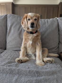 Cocker Spaniel and Miniature Poodle Dogs Available for Adoption in Owen Sound, Ontario - Leo | PetCurious