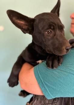 Teal -  Shepherd and Mixed Breed Dog for Adoption in Los Angeles, California - Teal | PetCurious