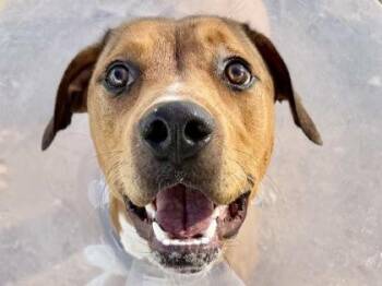 Karen -  Mixed Breed Dog for Adoption in Georgetown, Texas - Karen | PetCurious