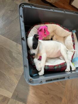 Border Collie and Labrador Retriever Dogs Available for Adoption in Salt Lake City, Utah - Teeny Tiny | PetCurious