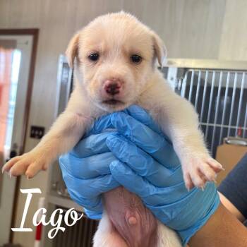 Iago -  Mixed Breed Dog for Adoption in Hillsboro, Ohio - Iago | PetCurious