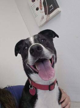 Border Collie and Pit Bull Terrier Dogs Available for Adoption in Mishawaka, Indiana - Orion | PetCurious