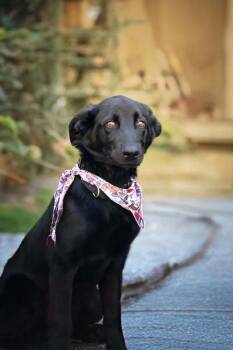 Rescue German Shepherd Dog and Mixed Breed Dogs for Adoption in Belleville, Illinois - DOMINO | PetCurious