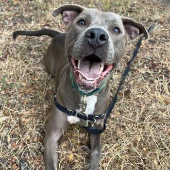 Pit Bull Terrier and Mixed Breed Dogs Available for Adoption in Austin, Texas - Perry | PetCurious